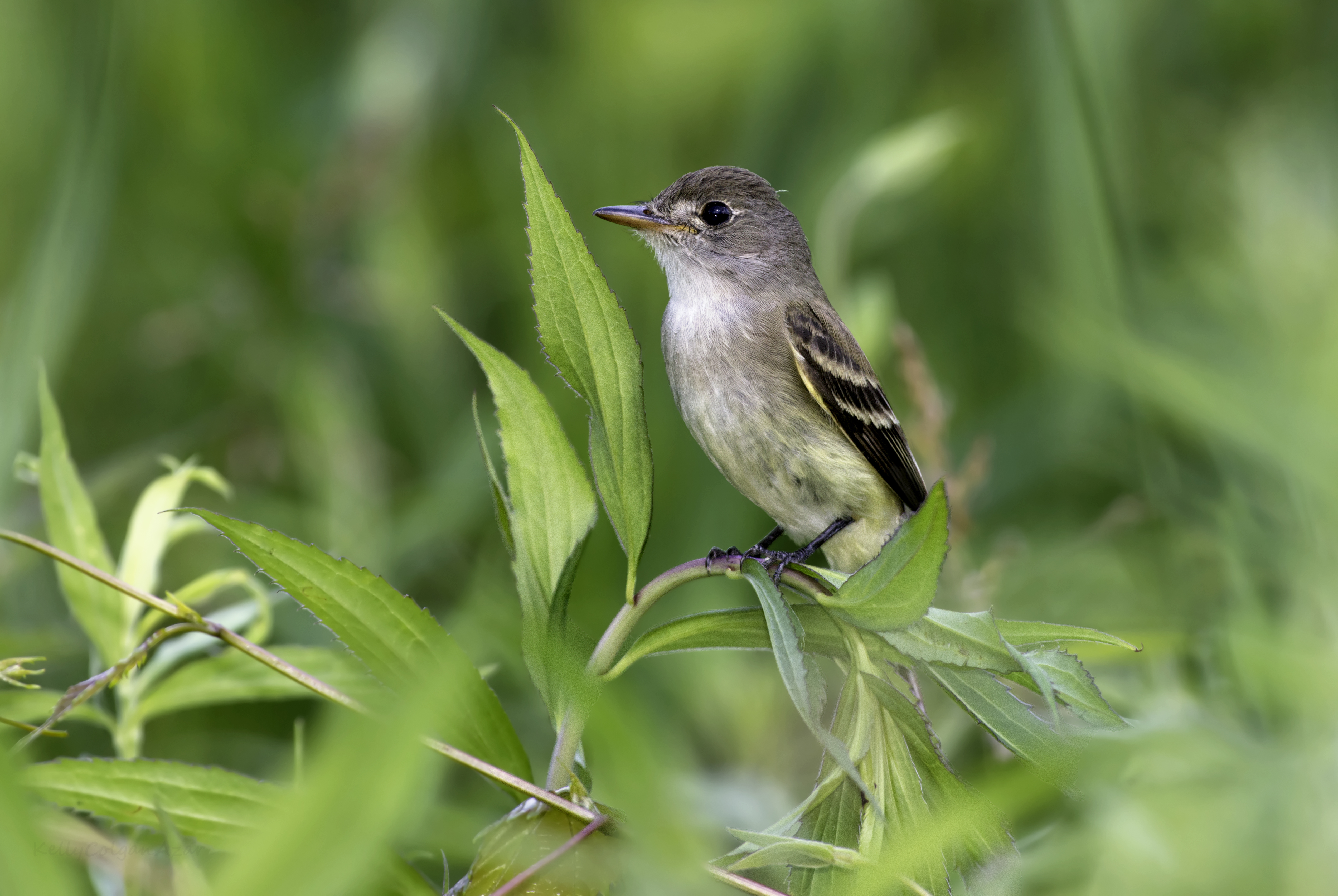 20 willow flycatcher native willow kelly colgan azar cc%28by nd%202.0%29
