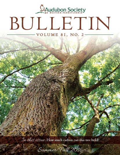 Summer 2016 bulletin cover