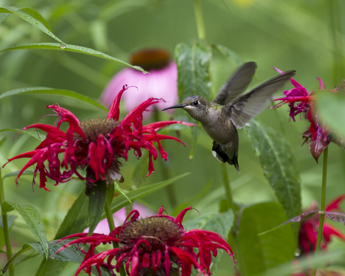 Ruby throated hummingbird bee balm budohio cc%28by nc nd%202.0%29
