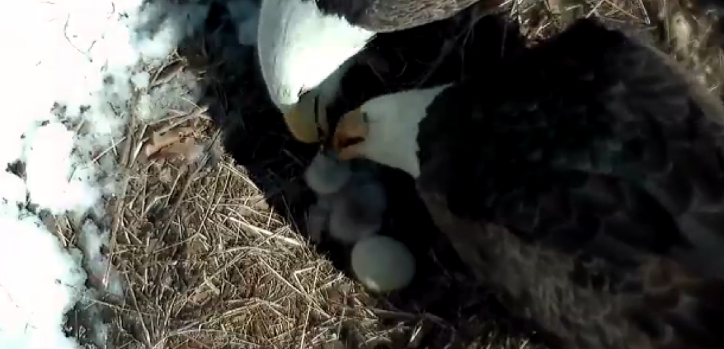Hays%20eaglet%20fed%20by%20parents