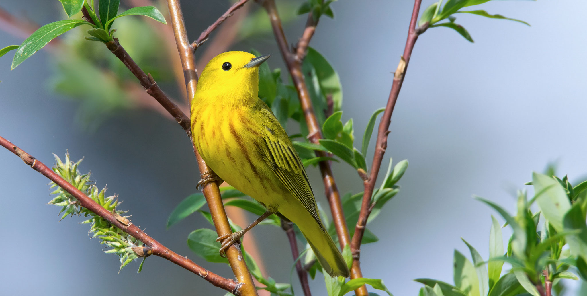21 yellow warbler native willow tree keith williams flickr cc%28by nc%202.0%29%20%281%29