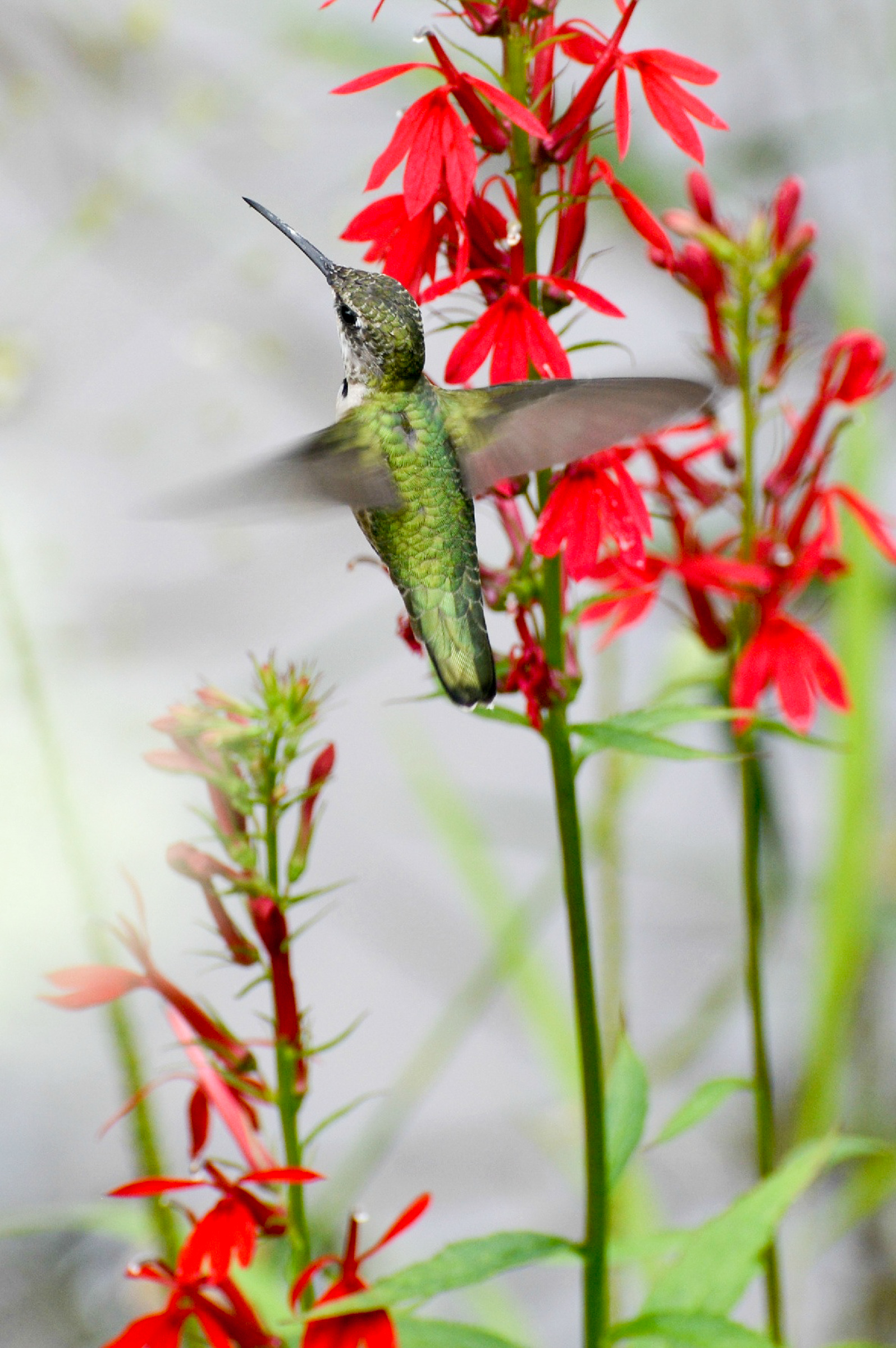 5 apa 2015 kristen cart 277292 ruby throated hummingbird cardinal flower kk%20%281%29
