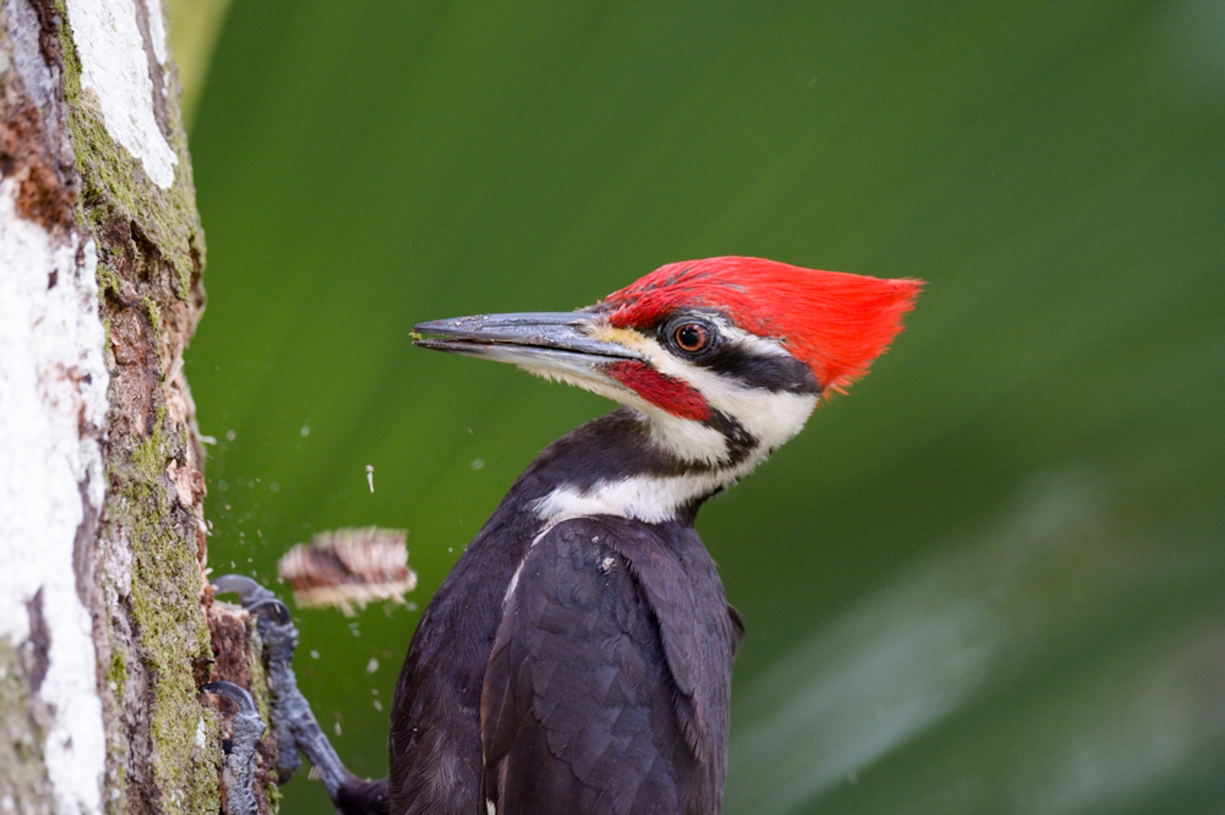 Apa 2015 dennisderby 283589 pileated woodpecker kk web%20ready%20image